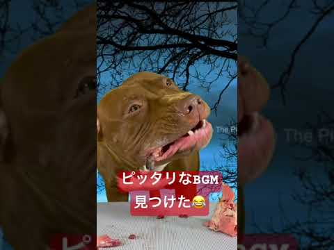 咀嚼音に合う BGM見つけた! 【閲覧注意⚠️】#ピットブル(YouTube)