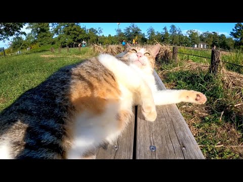 公園の猫ちゃん、逃げると思わせといてベンチでゴロンゴロン撫でさせる(YouTube)