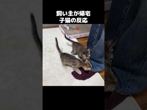 飼い主が帰宅すると子猫がこうなりました！　#shorts(YouTube)