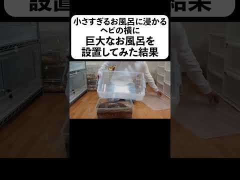 小さすぎるお風呂に浸かるヘビの横に巨大なお風呂を設置してみた結果(YouTube)