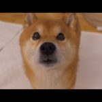 朝4時柴犬ハチに起こされると飼い主‥その後ある異変に気づきます。(YouTube)