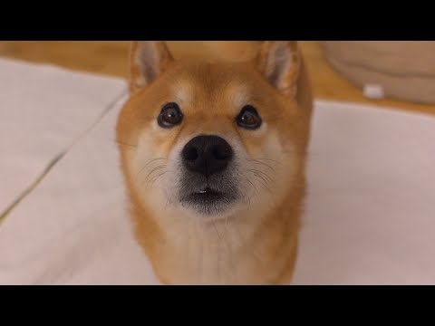 朝4時柴犬ハチに起こされると飼い主‥その後ある異変に気づきます。(YouTube)