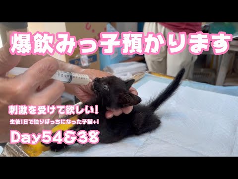 爆飲み爆食い子猫預かります 生後1日で独りぼっちになった子猫+1が刺激を受けたらいいのですが Day54＆38  【2023 10 10-1】(YouTube)