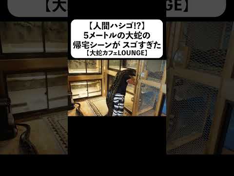 【人間ハシゴ】5メートルの大蛇の帰宅シーンがスゴすぎた【大蛇カフェLOUNGE】(YouTube)