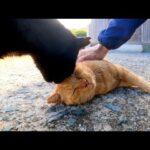 猫島の神社に行くと仲良し二人組の猫がいたのでナデナデしてきた(YouTube)