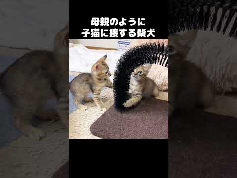 子猫と柴犬の距離がどんどん縮まり母親のように接する柴犬　#shorts(YouTube)