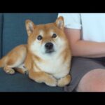 柴犬とのかくれんぼでパパは目に涙を浮かべた‥一体何が。。(YouTube)