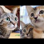 子猫と先輩猫たちのお目目まんまるでドキドキ気分な初顔合わせ(YouTube)