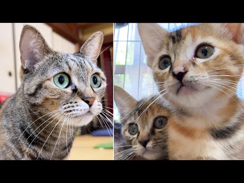 子猫と先輩猫たちのお目目まんまるでドキドキ気分な初顔合わせ(YouTube)