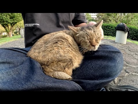 人肌恋しい季節になると、猫がひざの上にのって甘えてくる(YouTube)