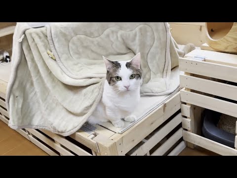子供部屋から猫を取り戻すためにコタツとテントを出してみました(YouTube)