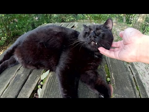 子グマみたいな黒猫がテーブルの上で立派なお腹を放り出して寝転がる(YouTube)