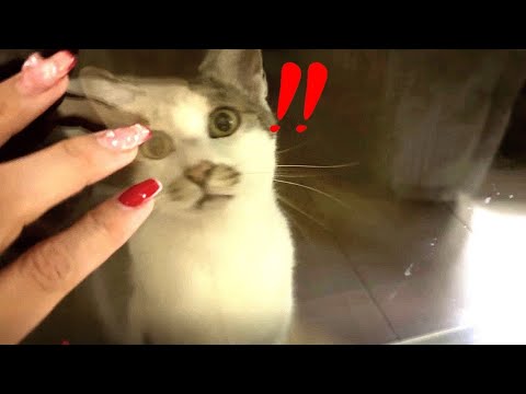 久々に帰宅したら庭に住み着いた地域猫がいなくなっていました(YouTube)