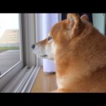 柴犬ハチ、フラれる。(YouTube)