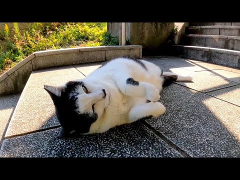 階段の途中で寝ていた猫、人が来たのを確認するとゆっくり転がる(YouTube)