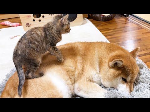 柴犬がいればすぐ乗るし先住猫の前では大はしゃぎする子猫(YouTube)