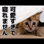 子猫が毛布に侵入してきて寝れなくなった飼い主笑(YouTube)