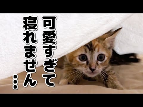 子猫が毛布に侵入してきて寝れなくなった飼い主笑(YouTube)
