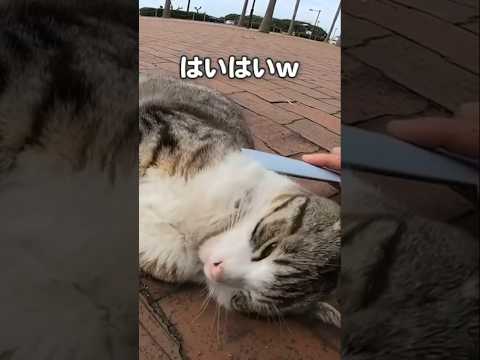 気持ちよさそうな猫が可愛すぎる #shorts(YouTube)