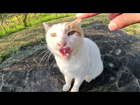 寝起きの猫ちゃんが人間と一緒に公園のベンチまで歩いてゴロンとくつろぐ(YouTube)