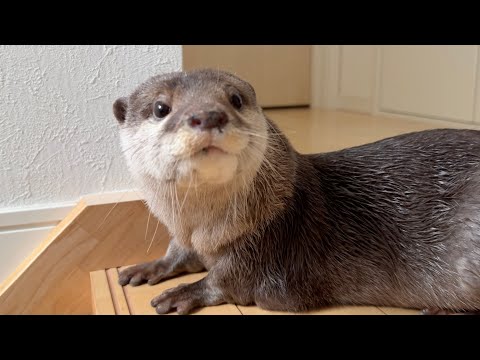 扉の前でママを待ち続ける健気なカワウソ Otter waiting for mama at the door(YouTube)
