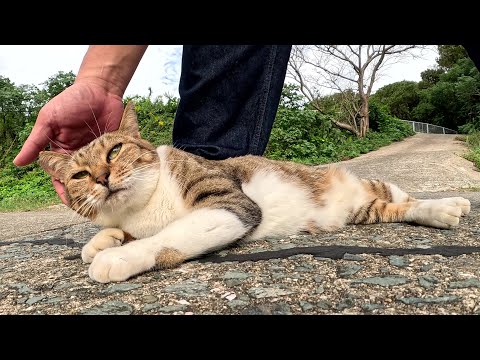 孤独なキジシロ猫が人間の足元で寝転んで甘えてきた(YouTube)