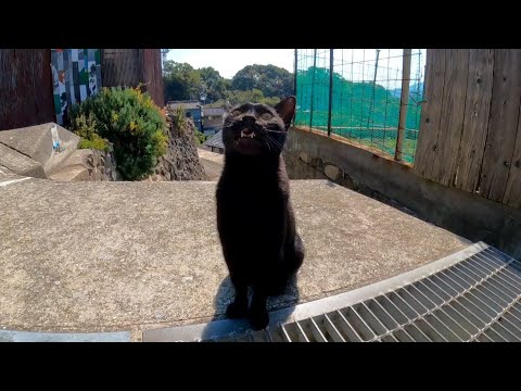 神社から帰ろうとすると猫に呼び止められた(YouTube)