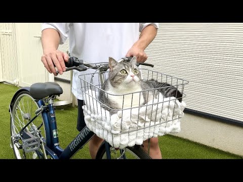 初めて猫と一緒にサイクリングしたら反応が可愛すぎました笑(YouTube)