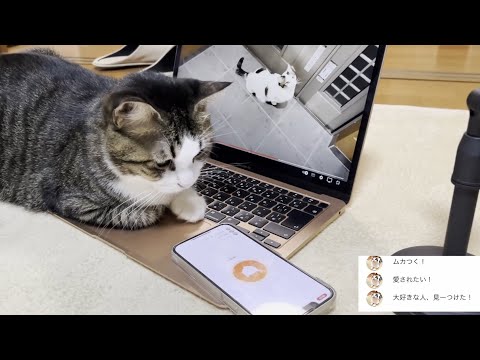 お出迎えのとき本当に歓迎されているのか猫翻訳アプリで検証してみた(YouTube)