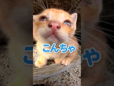 仔猫がじーっと見つめてきた👀(YouTube)