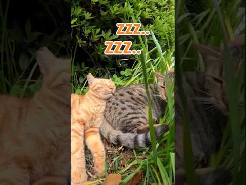 一緒にお昼寝してて平和(YouTube)