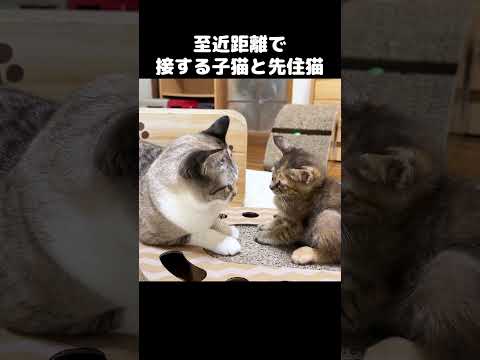 先住猫と子猫のご対面をすると0距離すぎて距離感がすごい笑　#shorts(YouTube)