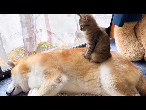 柴犬が子猫のお母さんになった日(YouTube)
