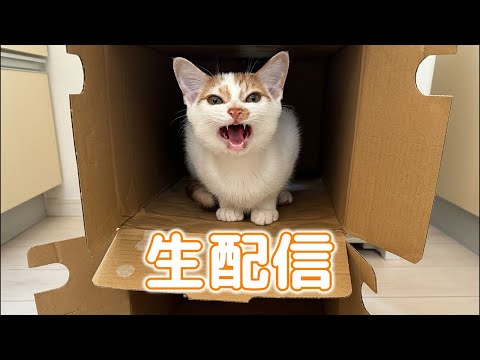 トロくん去勢手術終わった配信！(YouTube)