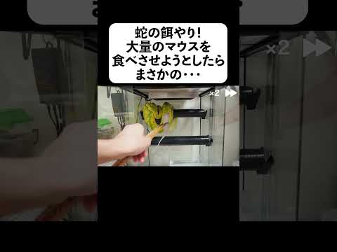 蛇の餌やり！大量のマウスを食べさせようとしたらまさかの・・・(YouTube)
