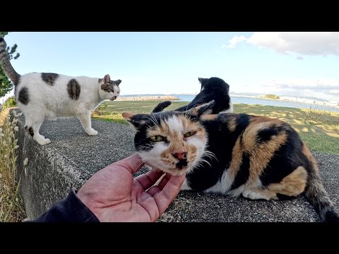 お婆ちゃんから孫の代まで堤防の上に集合する猫家族(YouTube)