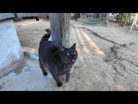 神社の井戸で猫が井戸端会議してました(YouTube)