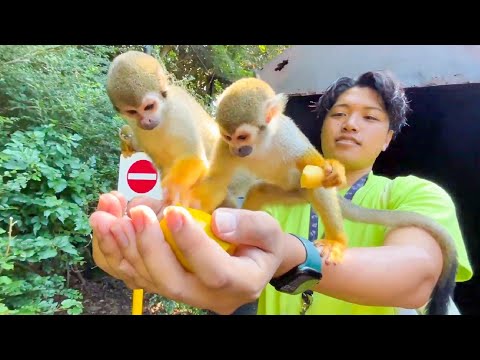 秋の味覚あげたらリスザルが大量に乗って来ました。(YouTube)