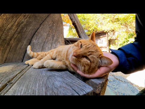 展望台の入口のベンチに座っていた茶トラ猫は凄い甘えん坊だった(YouTube)