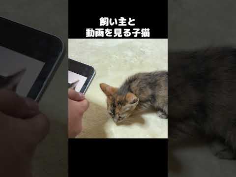 飼い主と一緒にYoutubeを見る子猫が可愛すぎる…！　#shorts(YouTube)