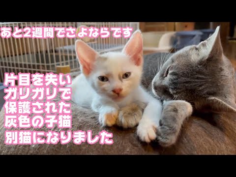 片目を失いガリガリで保護された灰色の子猫 美しく明るくなりました あと2週間で巣立ちます【2023 10 28-2】(YouTube)