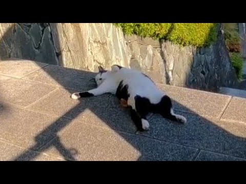 おまえ中身オッサンやろ?!(YouTube)