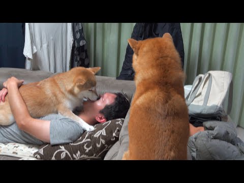 散歩から帰ると実家の柴犬が気まずい状況になってました。。(YouTube)
