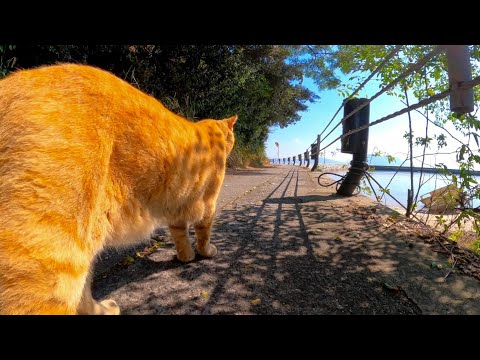 島の猫の沿岸パトロールに同行してきた(YouTube)