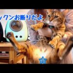 ワクチンで先生にブチ切れする親子猫（ゆうくん軍）(YouTube)
