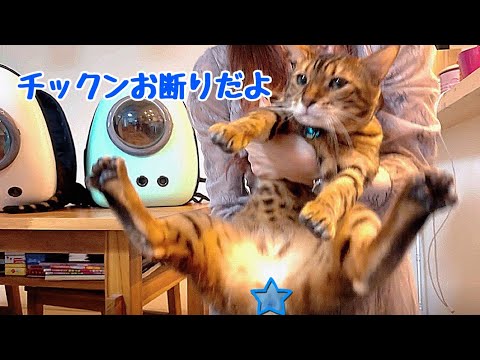 ワクチンで先生にブチ切れする親子猫（ゆうくん軍）(YouTube)