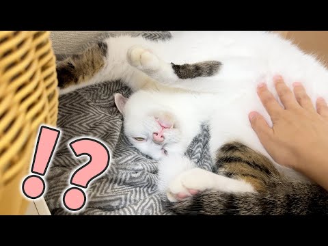 起きてるのか寝てるのかわからなすぎる猫がこちら！(YouTube)