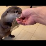 噛み心地の良いスマホケースをカワウソに譲ってあげた結果… The result of giving a chewy phone case to an otter…(YouTube)