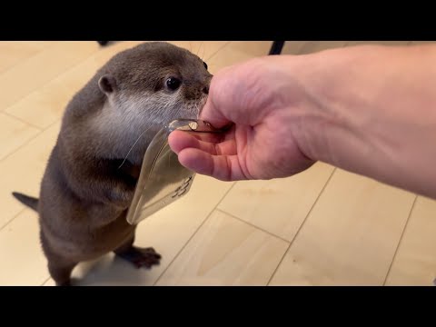噛み心地の良いスマホケースをカワウソに譲ってあげた結果… The result of giving a chewy phone case to an otter…(YouTube)