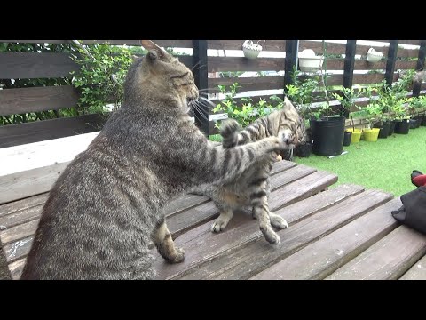 子猫が本気でお兄ちゃん猫と殴り合っていました(YouTube)